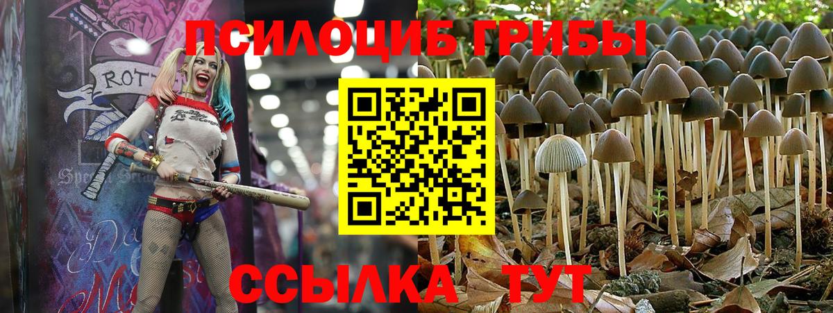 Городец  Галлюциногенные грибы Psilocybe  Вход с VPN  Галлюциногенные грибы ЛСД 